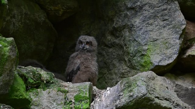 Eurasian eagle owl (Bubo bubo) chicks / fledglings sitting in nest on rock ledge in cliff face
