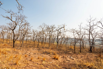 The land is dry and parched because of global warming.	