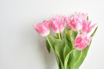 fringed tulips