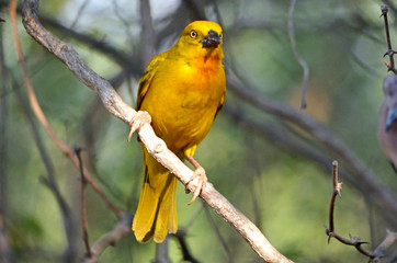 Holub's Golden Weaver
