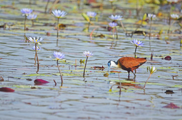 African Jacana