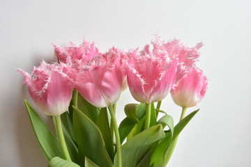 fringed tulips