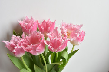 fringed tulips
