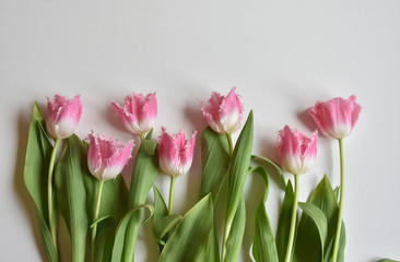 fringed tulips