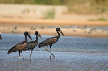 African Openbill