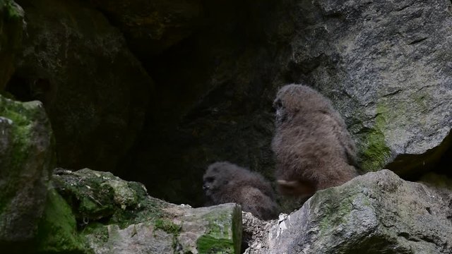 Eagle owl chicks / fledglings sitting in nest in cliff face