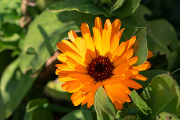 ORANGE SUNSHINE FLOWER