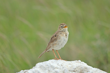 African Pipit