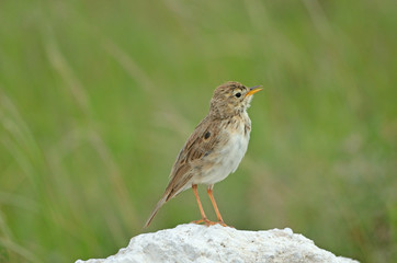 African Pipit