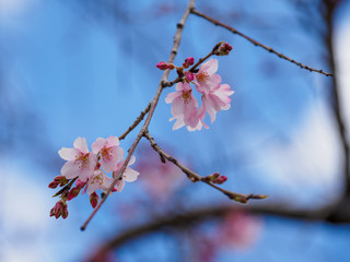 桜