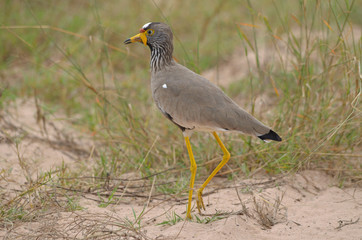African Wattled Lapwing