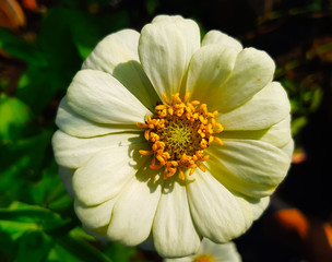 yellow flower in the garden