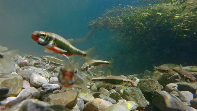 Eurasian common minnow (Phoxinus phoxinus) in fresh water stream