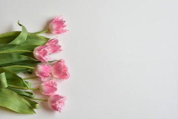 fringed tulips