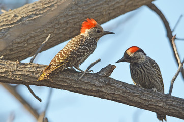Cardinal Woodpecker