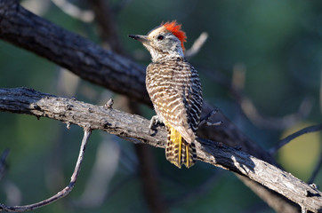 Cardinal Woodpecker
