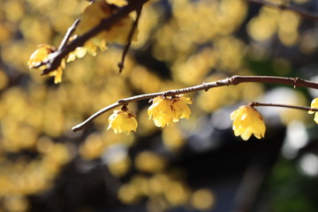 wintersweet in the park ,japan,tokyo