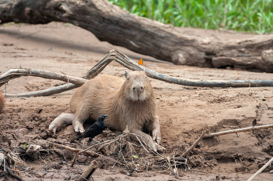 Capybara - Hydrochaeris hydrochaeris with Giant Cowbird in Tambopata National Reserve, Peru