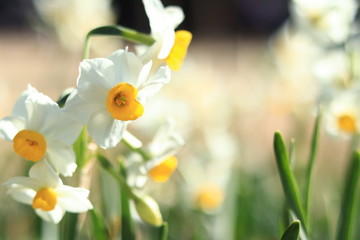 Obraz premium narcissus in the park ,japan,tokyo