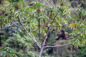 Brown woolly monkey - Lagothrix lagotricha in Manu national park, Peru