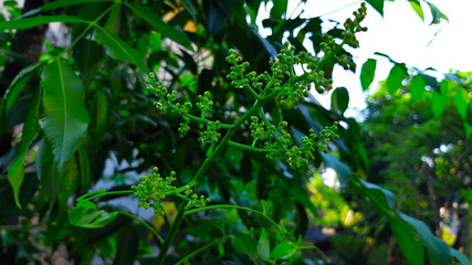 background of green leaves