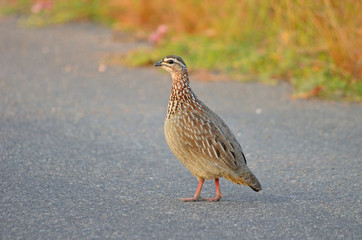 Crested Francolin