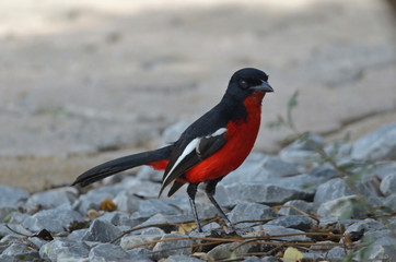 Crimson-breasted Shrike