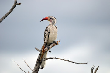 Damara Red-billed Hornbill