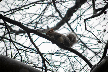squirrel on a tree