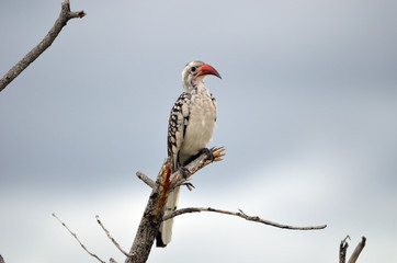 Damara Red-billed Hornbill