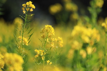 rape-flowers in the park ,japan,tokyo