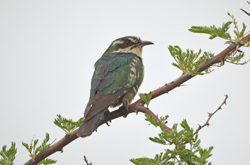 Diederik Cuckoo
