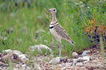 Double-banded Courser