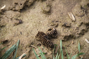 Runoff wet mud earth fertile ground