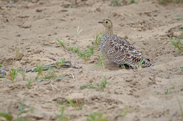 Double-banded Sandgrouse