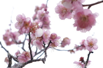 Plum　blossoms in the park ,tokyo,japan