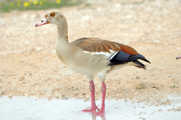 Egyptian Goose