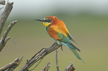 European Bee-eater