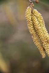 Hazel catkins spring pollen allergic flower