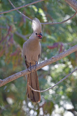 Grey Go-away-bird