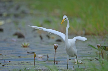 Great Egret