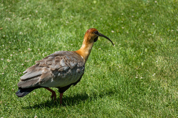 Close-up view of a buff-necked ibis on a green grass
