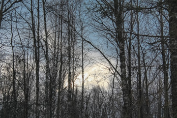 Kostomuksha, Karelia, Russia. The sun sets behind the forest.March, 10.2020.