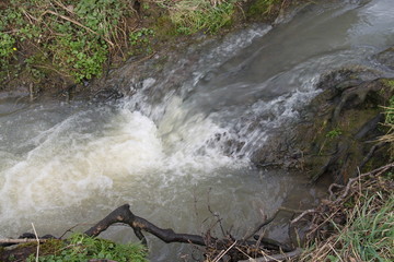 Forest river water flow springtime