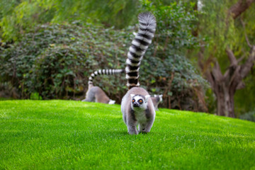 cute lemur with raised tail walking on the lawn © Leilani