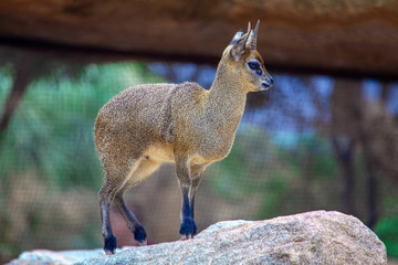 young Saltarrocas standing on the rock 