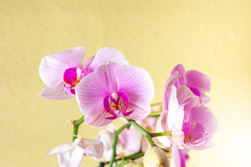 Fototapeta na wymiar violet flowers on yellow background