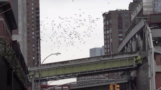 Large pigeon flock flying over Manhattan NYC neighborhood bridge.mov