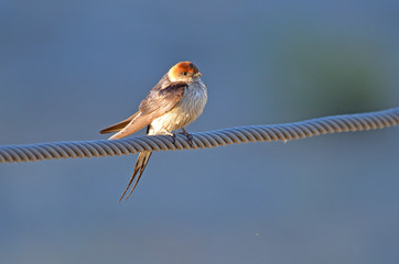 Greater Striped Swallow