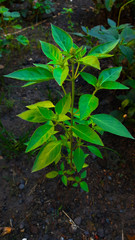 basil plant in the garden